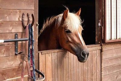 Pet Euthanasia: How To Know When It's Time To Have Your Pet Put Down