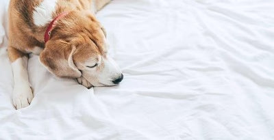 Pet Funeral: Saying Goodbye To Your Beloved Pet